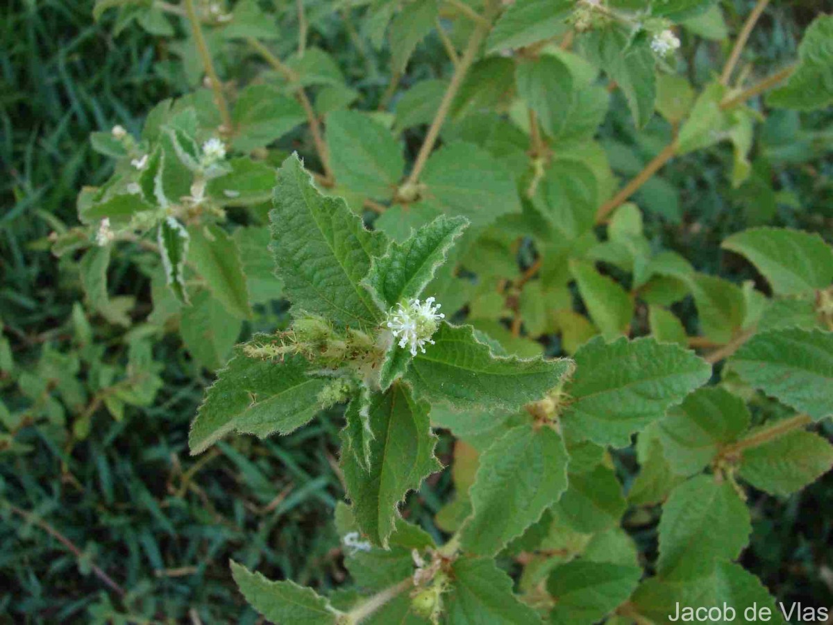 Croton hirtus L'Hér.